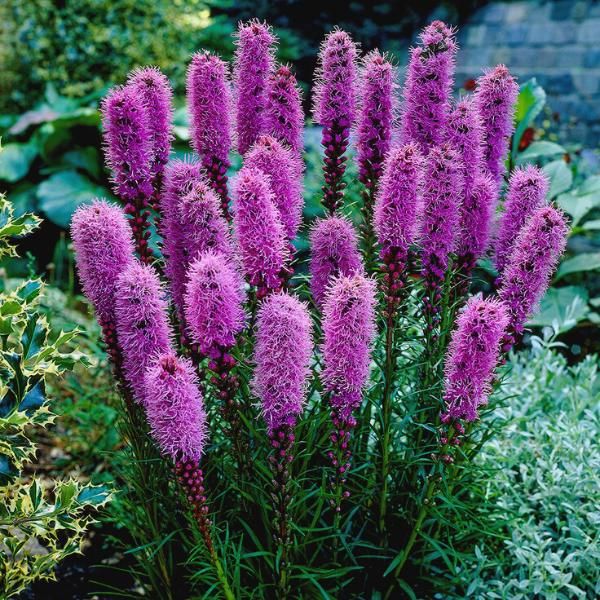 Liatris deals